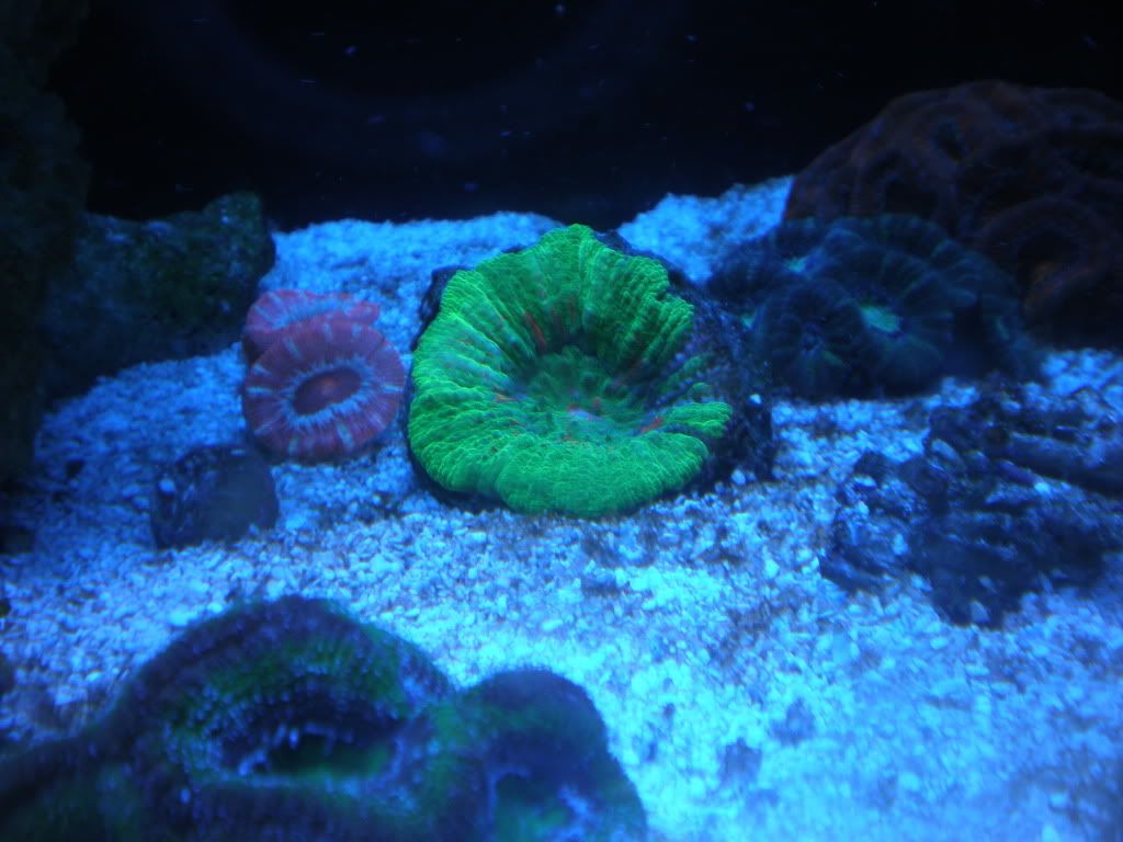Reef014.jpg