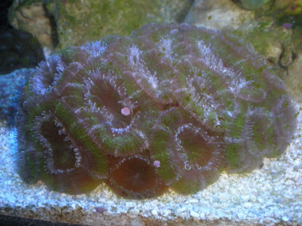 Reef018.jpg