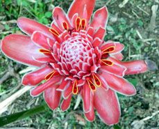 Torch Ginger photo AsaTorchGinger72_zps89a9269c.jpg