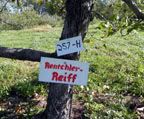 Rent A Tree