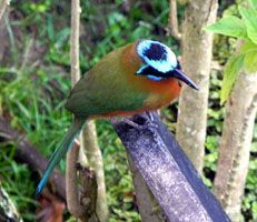 MotMot photo TobMotMotBlog200_zps4127a08c.jpg