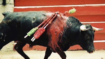 Bullfight%20bull_zpsc8v0puyg.jpg