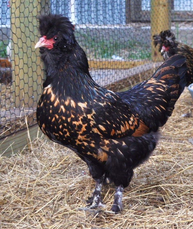 8+ Greenfire Farms Pavlovskaya Day-old Chicks - First Time At Auction 