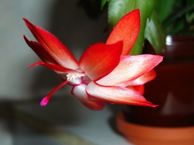 Schlumbergera truncata flower