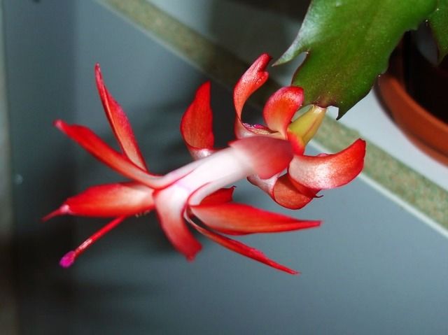 Schlumbergera truncata flower