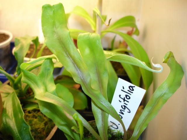 U. longifolia foliage