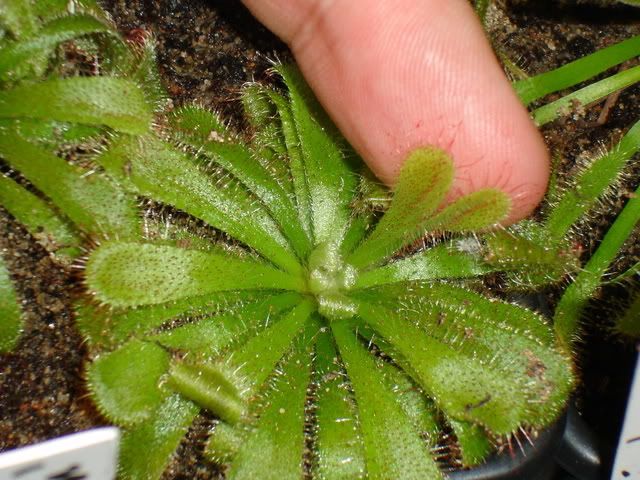 D. aliceae deformed leaf