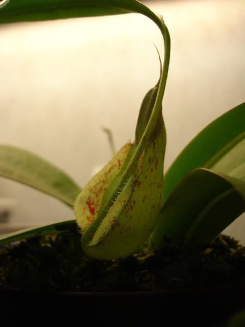 N.rafflesiana pitcher