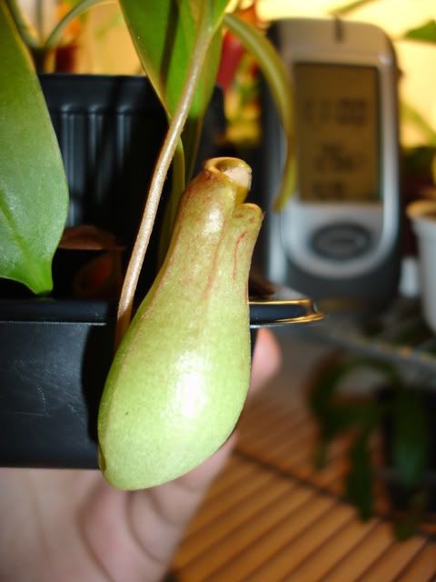 N. x 'Ventrata' fail pitcher