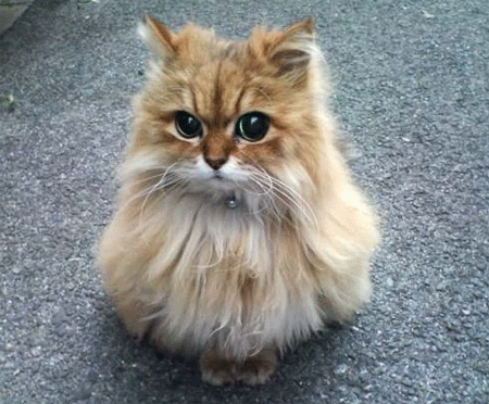GATO TIERNO gato tierno: