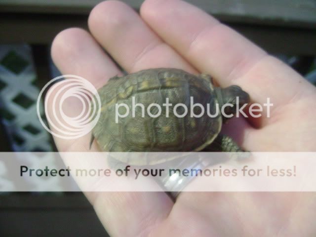 Baby Box Turtle - Turtle Identification - Turtle Forum