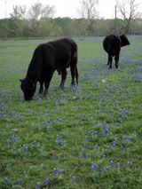 Black Angus and Blue Bonnets
