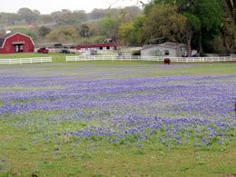 Blue Bonnets Farm N Field