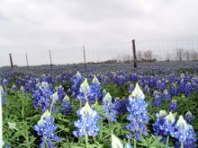 BlueBonnets Close UP