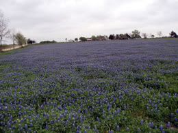 Texas Bluebonnets