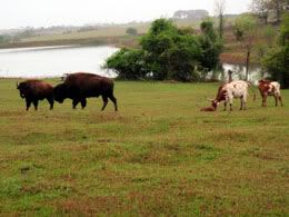 Buffalo & Longhorns at Texas Ranch Life photo BuffaloTexasRanchLife.jpg