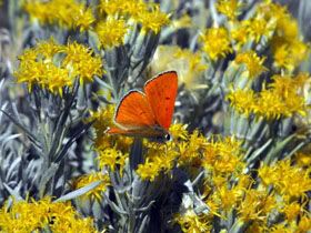 Butterfly Lava Beds