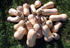 2012 Butternut Squash