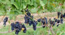 Vineyard grapes