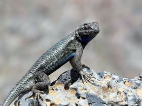 Lizard Lava Beds