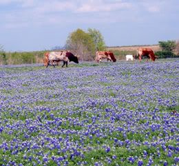 Longhorns in Bluebonnets