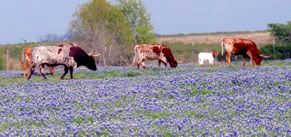 TRL Longhorns