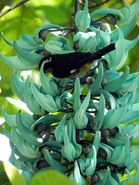 Banaquit on Jade Vine photo TTJadeampBQuit_zps5c5a09cf.jpg