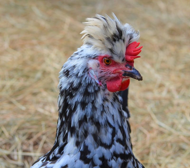 15 Greenfire Farms Day-Old Dampierre Chicks:Recently Imported and ...