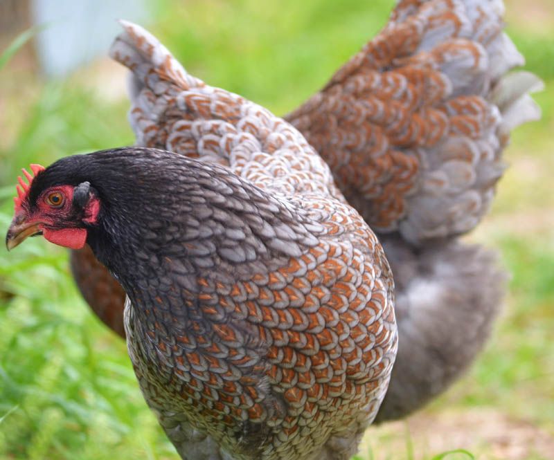 12+ Greenfire Farms Double Blue Laced Barnevelder Day-Old Chicks ...