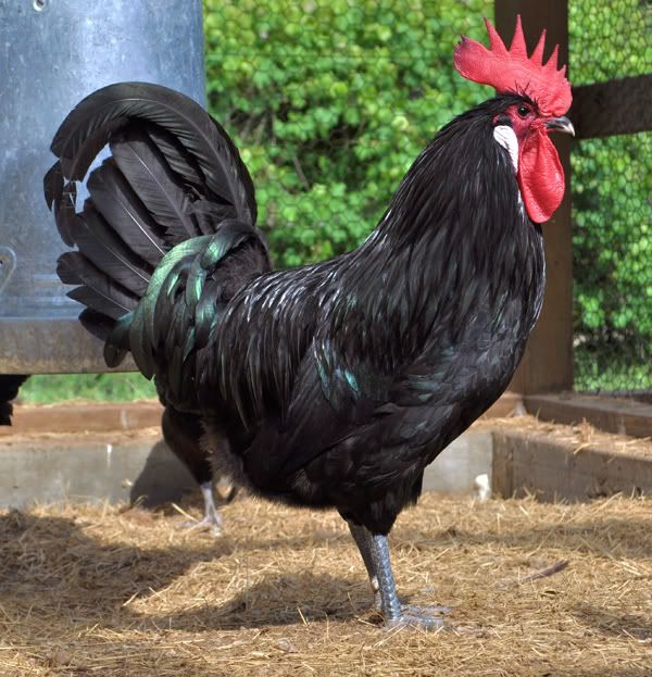 Greenfire Farms Black American Bresse - 3 MATURE HENS (Auction ID ...