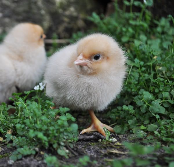 and the females will also carry the lemon cuckoo gene you are now