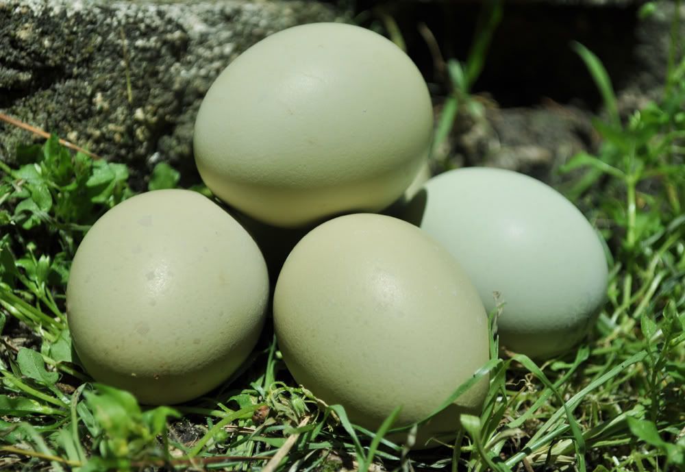 12+ Greenfire Farms Isbar Hatching Eggs (Auction ID: 109601, End Time ...